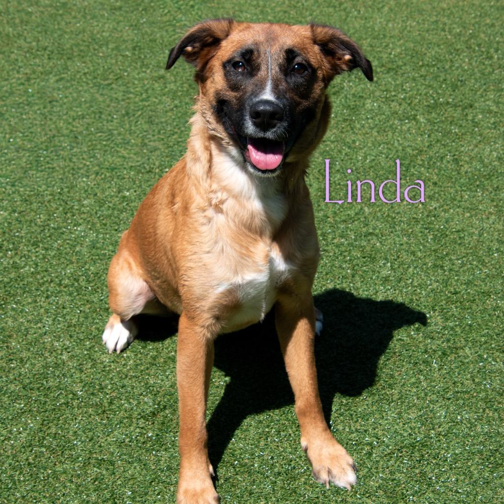Linda, a Adoptable mixed breed in Parkersburg, WV image 5/6