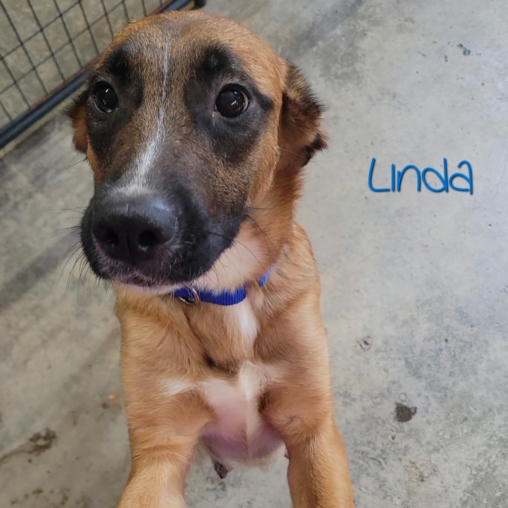 Linda, a Adoptable mixed breed in Parkersburg, WV image 6/6