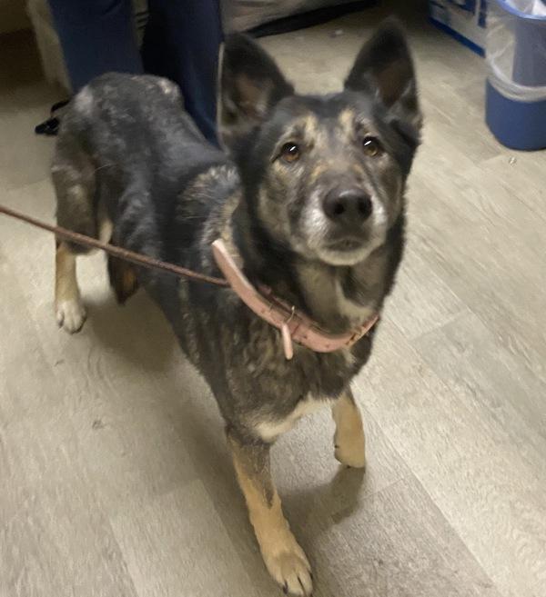Nevaeh, Adoptable, Adult Female German Shepherd Dog.