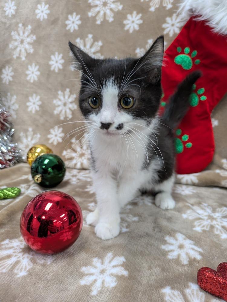 Lazlo Cravensworth, Adoptable, Kitten Male Domestic Short Hair.