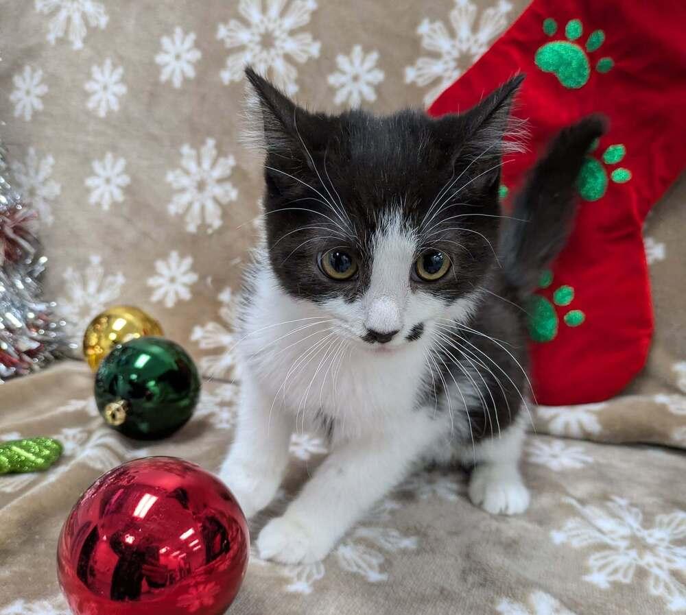 Enlarge Lazlo Cravensworth, a Adoptable Domestic Short Hair in Raleigh, NC image 2/3