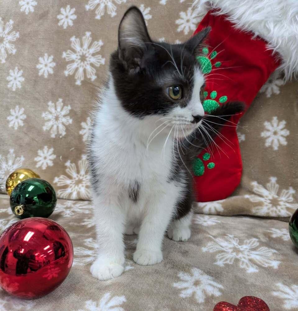 Enlarge Lazlo Cravensworth, a Adoptable Domestic Short Hair in Raleigh, NC image 3/3