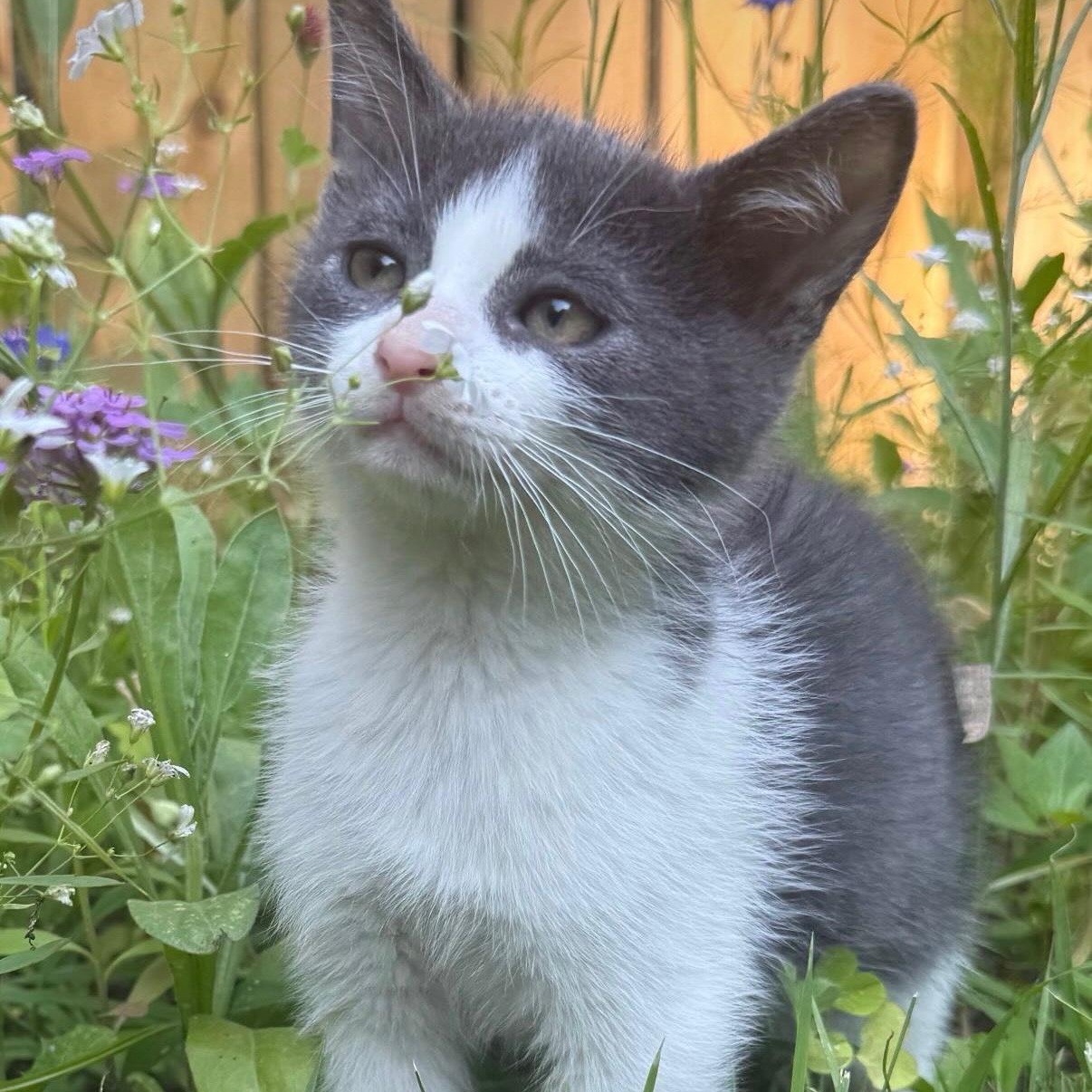 Nick, adopted, Kitten Male Domestic Short Hair.