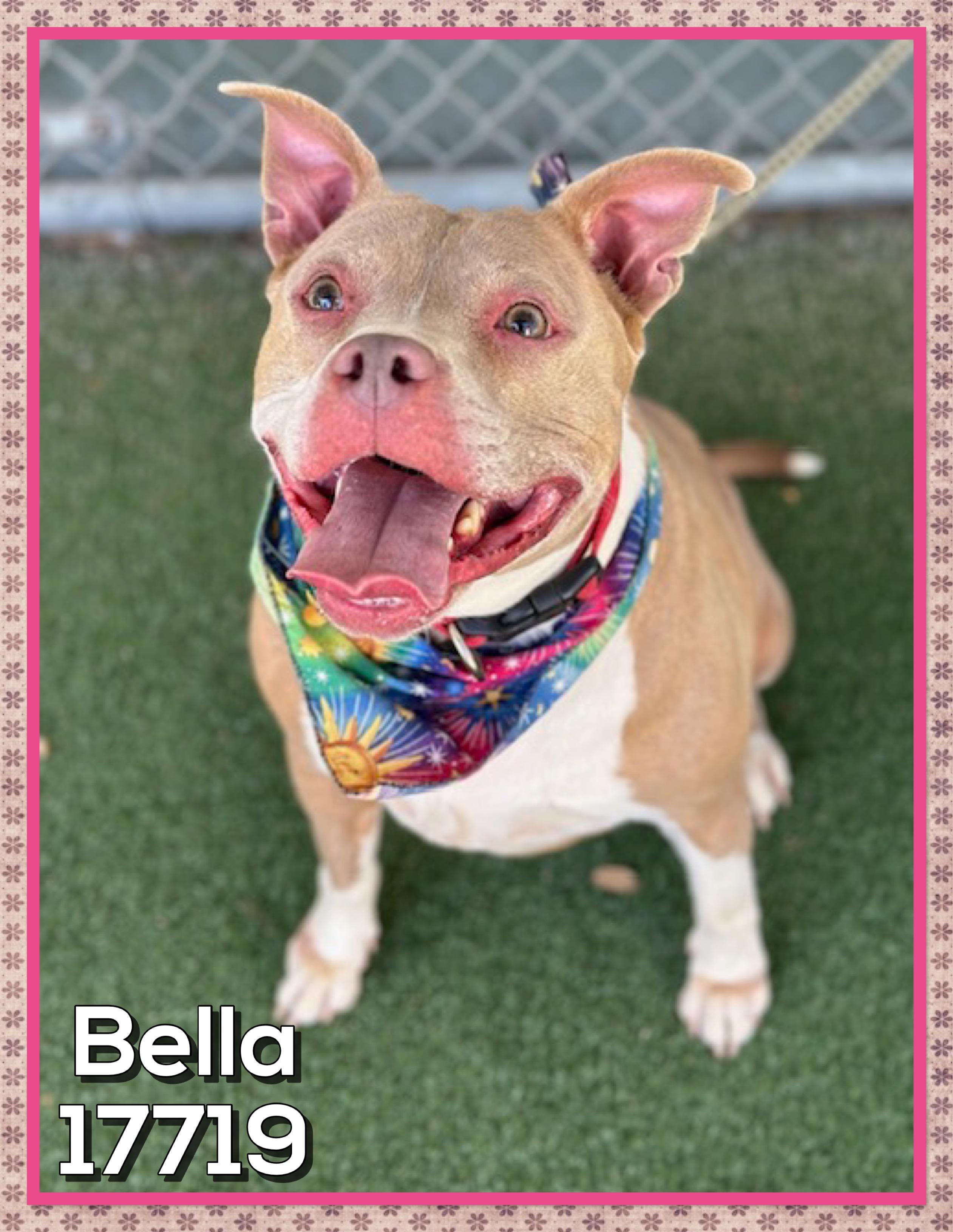 BELLA, ADOPTABLE, Adult Female American Staffordshire Terrier.