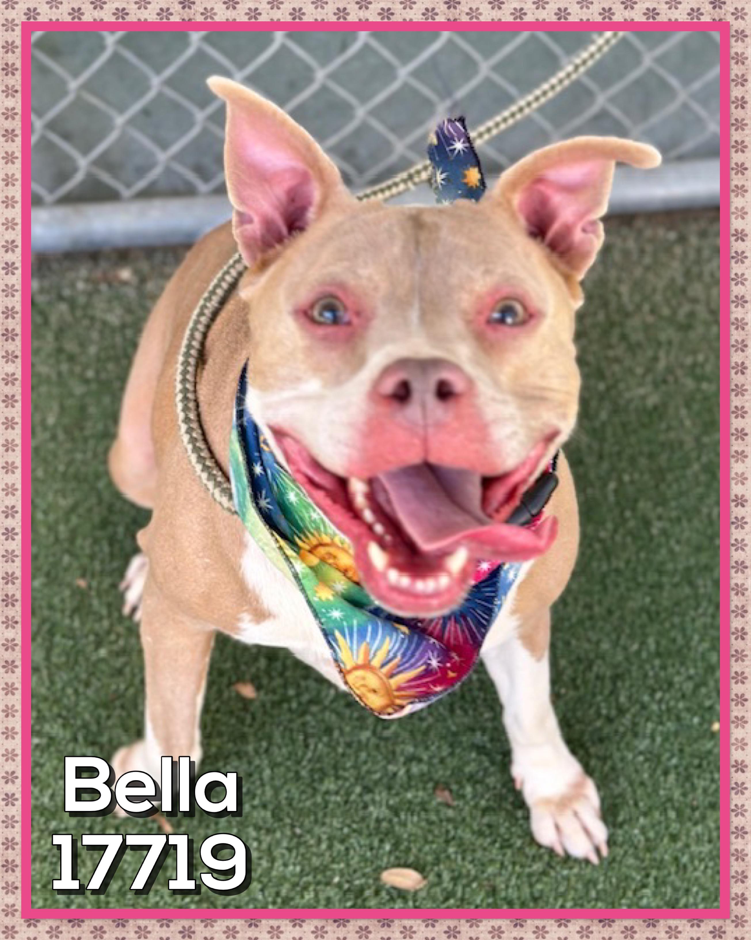 BELLA, a ADOPTABLE mixed breed in Marietta, GA image 2/2