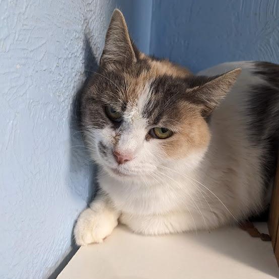 Enlarge Sandra Green, a ADOPTABLE Dilute Calico in Shippenville, PA image 1/4