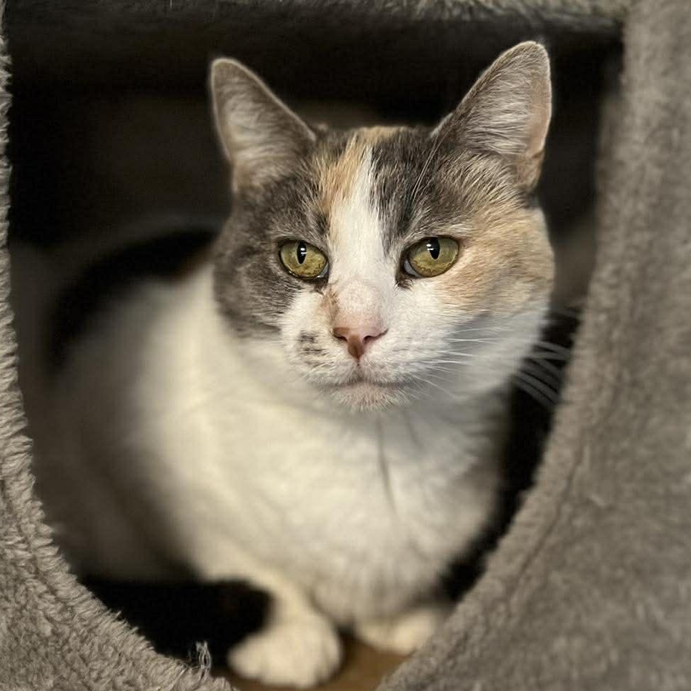 Enlarge Sandra Green, a ADOPTABLE Dilute Calico in Shippenville, PA image 1/5