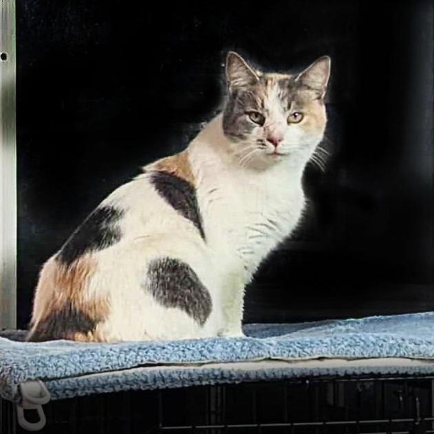 Enlarge Sandra Green, a ADOPTABLE Dilute Calico in Shippenville, PA image 2/4