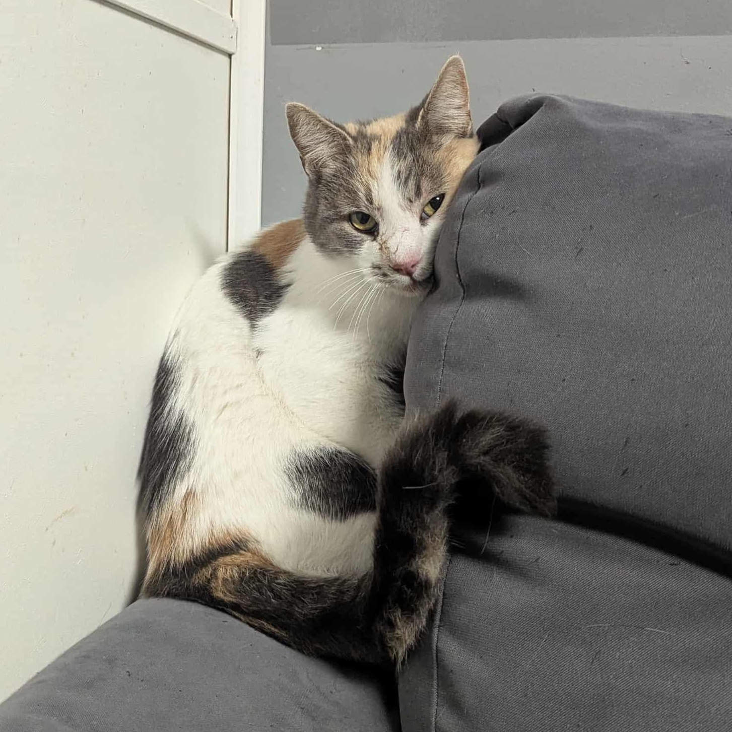 Enlarge Sandra Green, a ADOPTABLE Dilute Calico in Shippenville, PA image 4/4