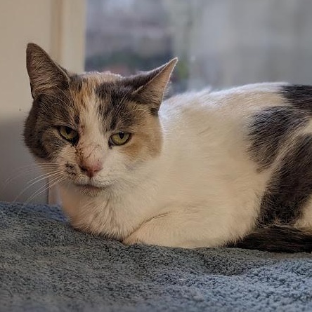Enlarge Sandra Green, a ADOPTABLE Dilute Calico in Shippenville, PA image 5/5