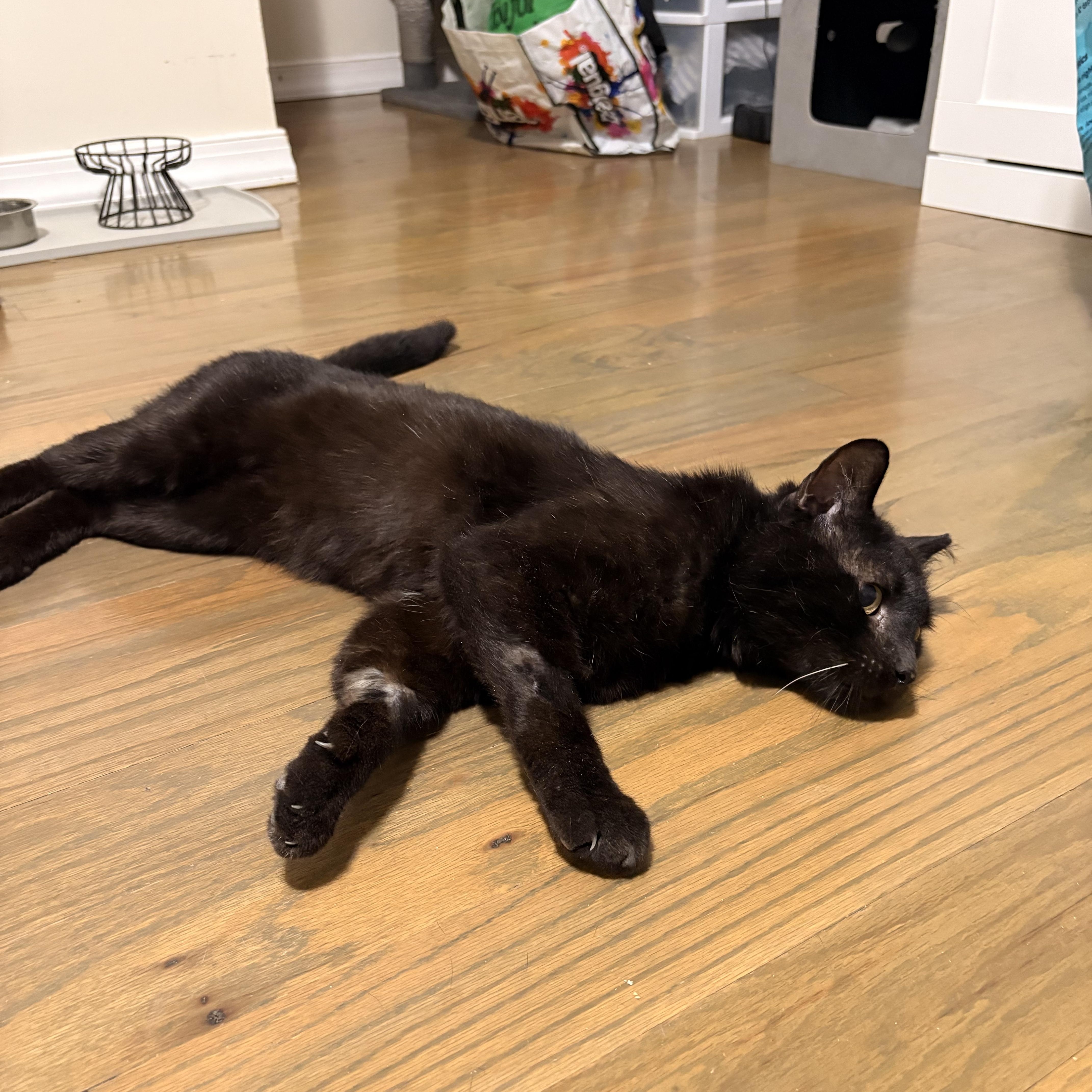 Goofy Goober, a ADOPTABLE Domestic Short Hair in Long Island City, NY image 2/2