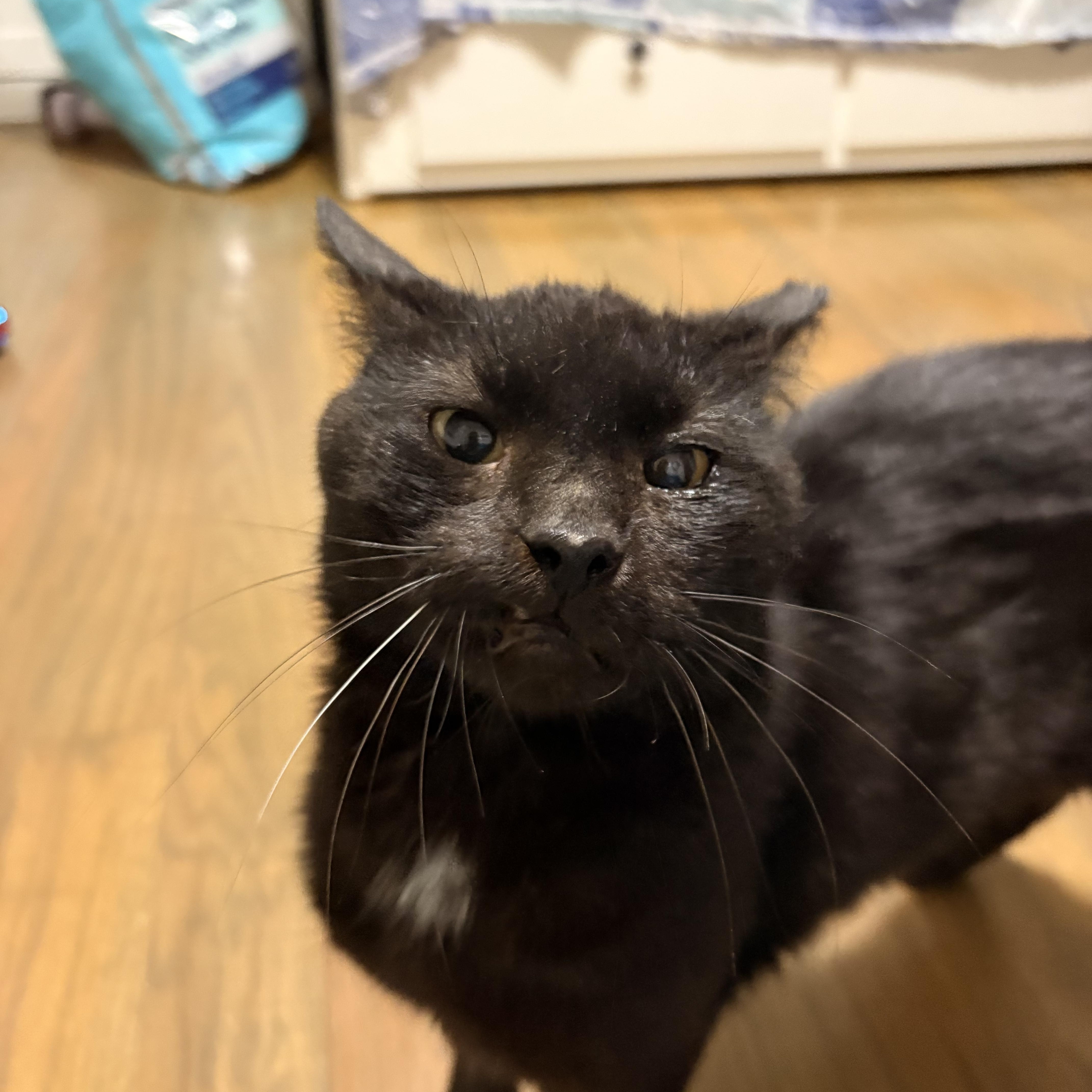 Goofy Goober, ADOPTABLE, Adult Male Domestic Short Hair.