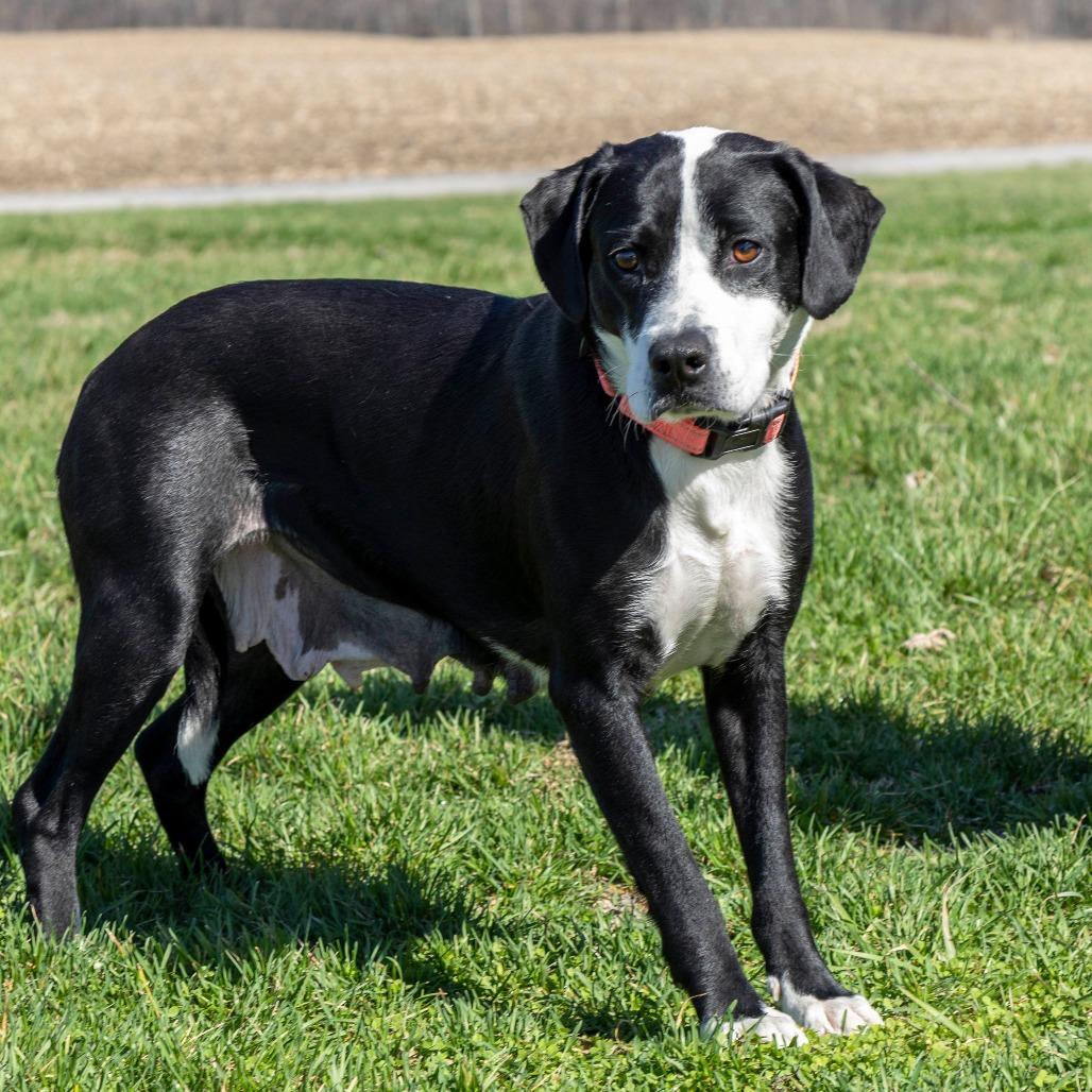 Pollyanna, Adoptable, Adult Female Mixed Breed.