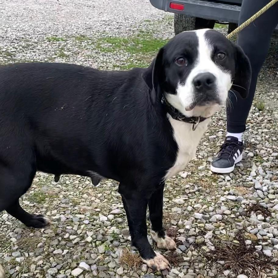 Pollyanna, a Adoptable Mixed Breed in Troy, IL image 2/2