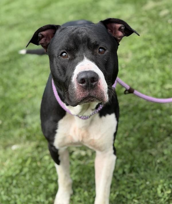 Oreo, Adoptable, Adult Male Pit Bull Terrier.