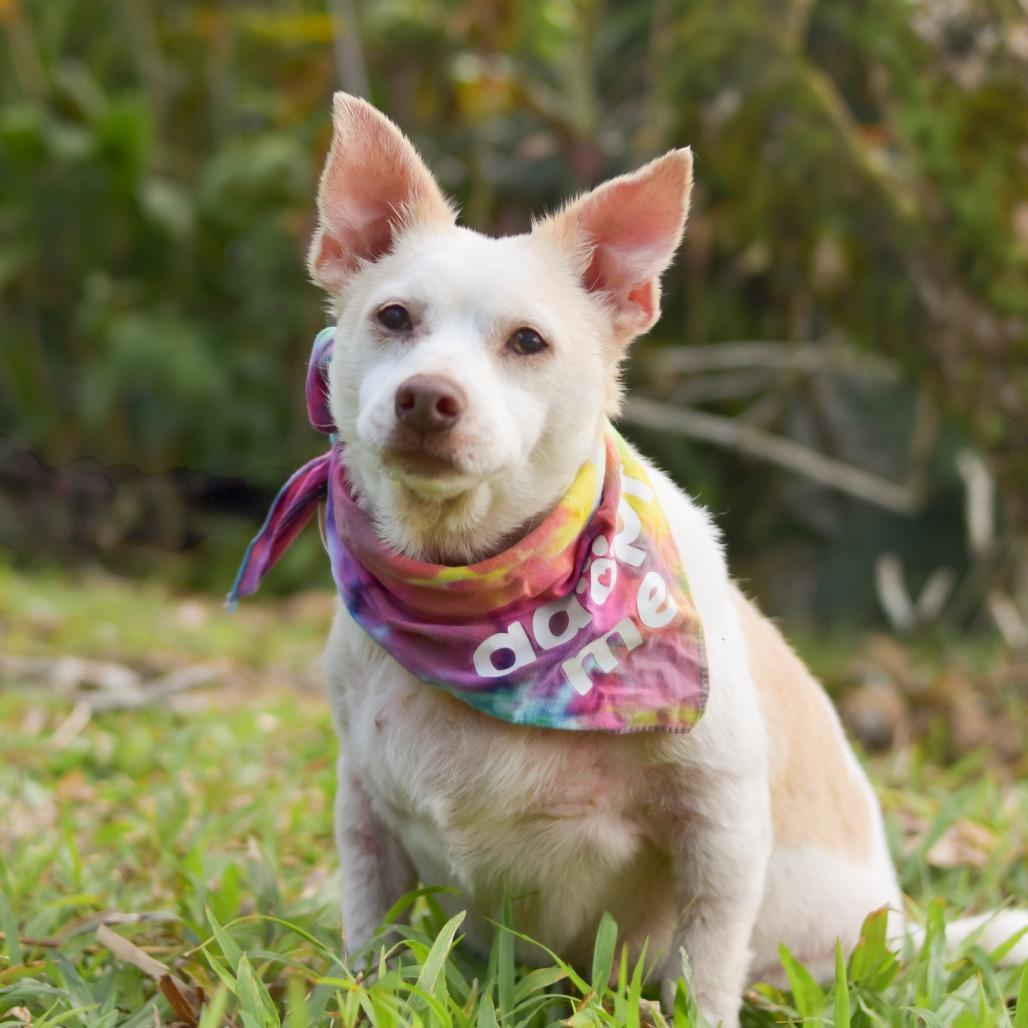 Tortilla, Adoptable, Senior Female Mixed Breed & Mixed Breed.