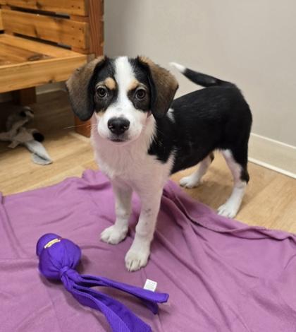 Georgia, ADOPTABLE, Puppy Female Mixed Breed.