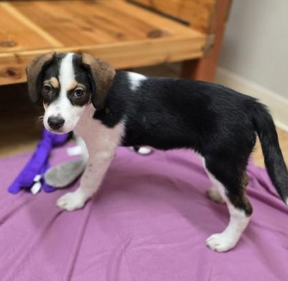 Enlarge Georgia, a ADOPTABLE mixed breed in Woodstock, IL image 3/3