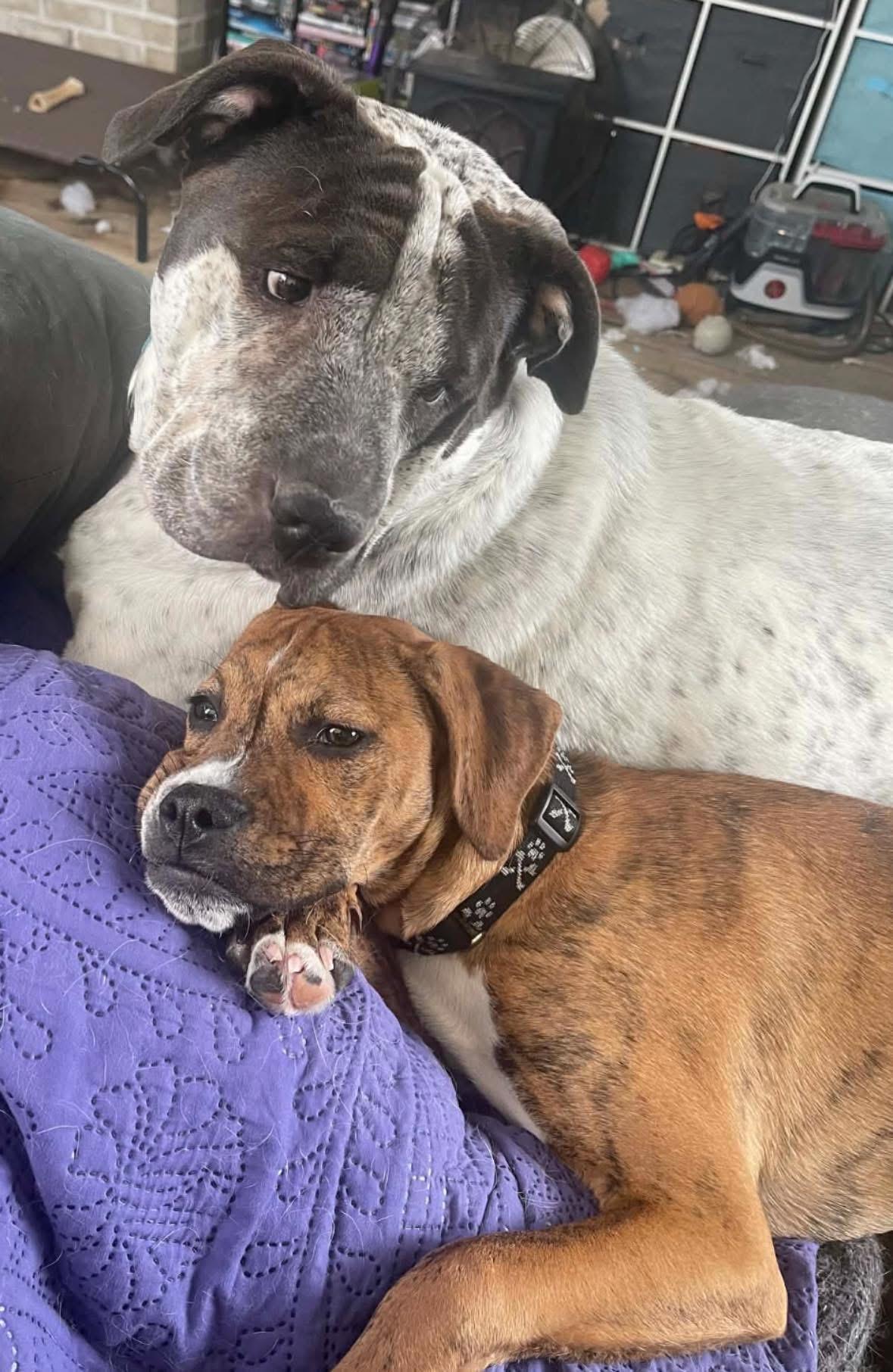 Mr. Carl Bones (in New England)