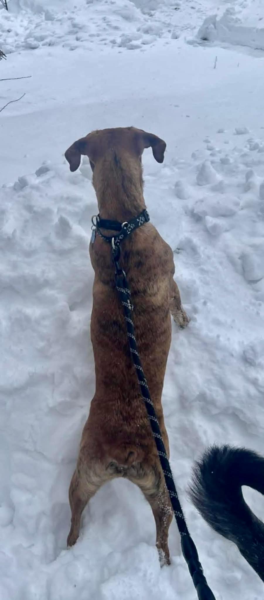 Mr. Carl Bones (in New England) — thumbnail 2