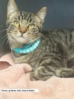 Sammy, an adopted Tabby in Shasta Lake, CA image 2/3