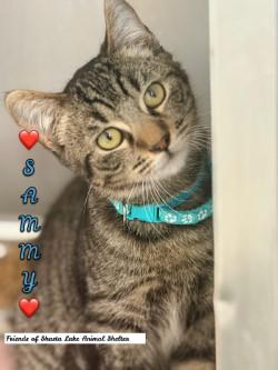 Sammy, ADOPTABLE, Young Male Tabby.