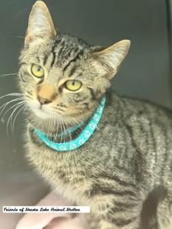 Sammy, an adopted Tabby in Shasta Lake, CA image 3/3