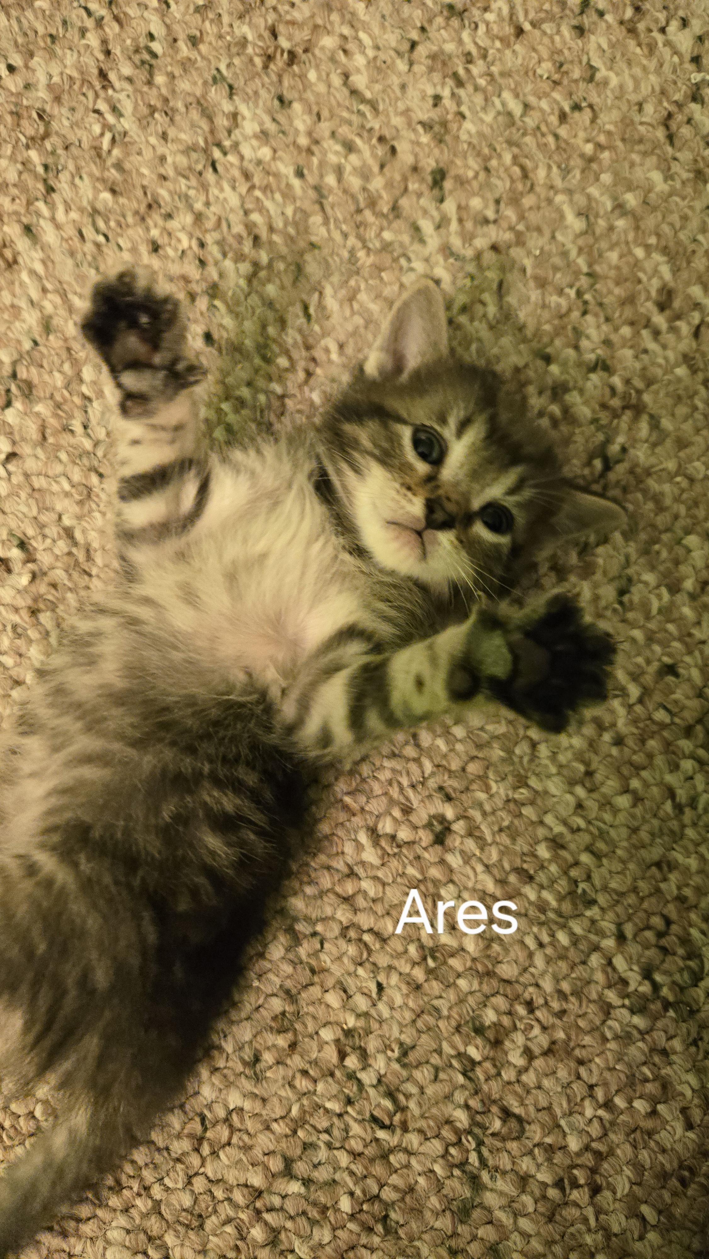 Enlarge Ares, a Adoptable Domestic Short Hair in Swartz Creek, MI image 2/3