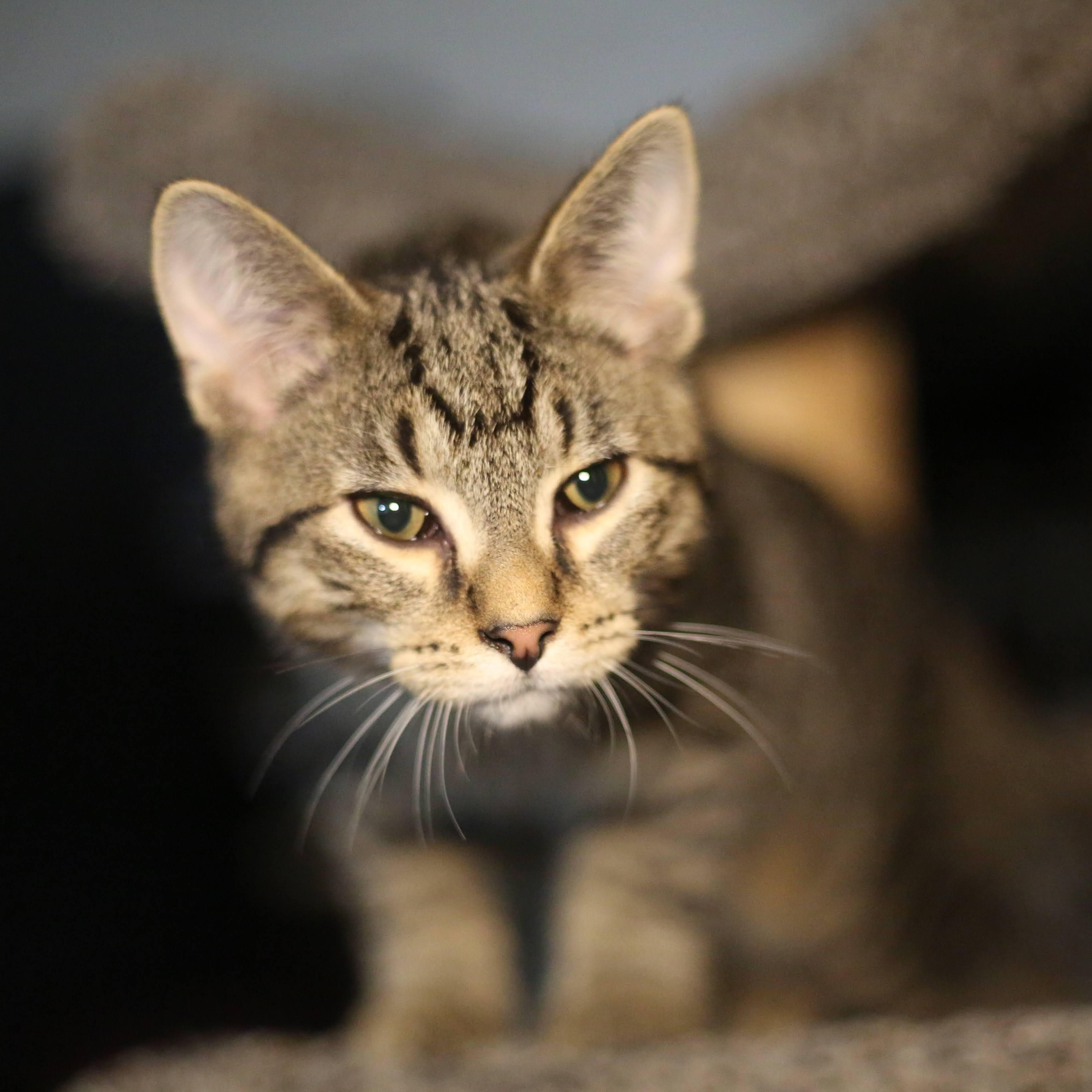 Ares, Adoptable, Kitten Male Domestic Short Hair.