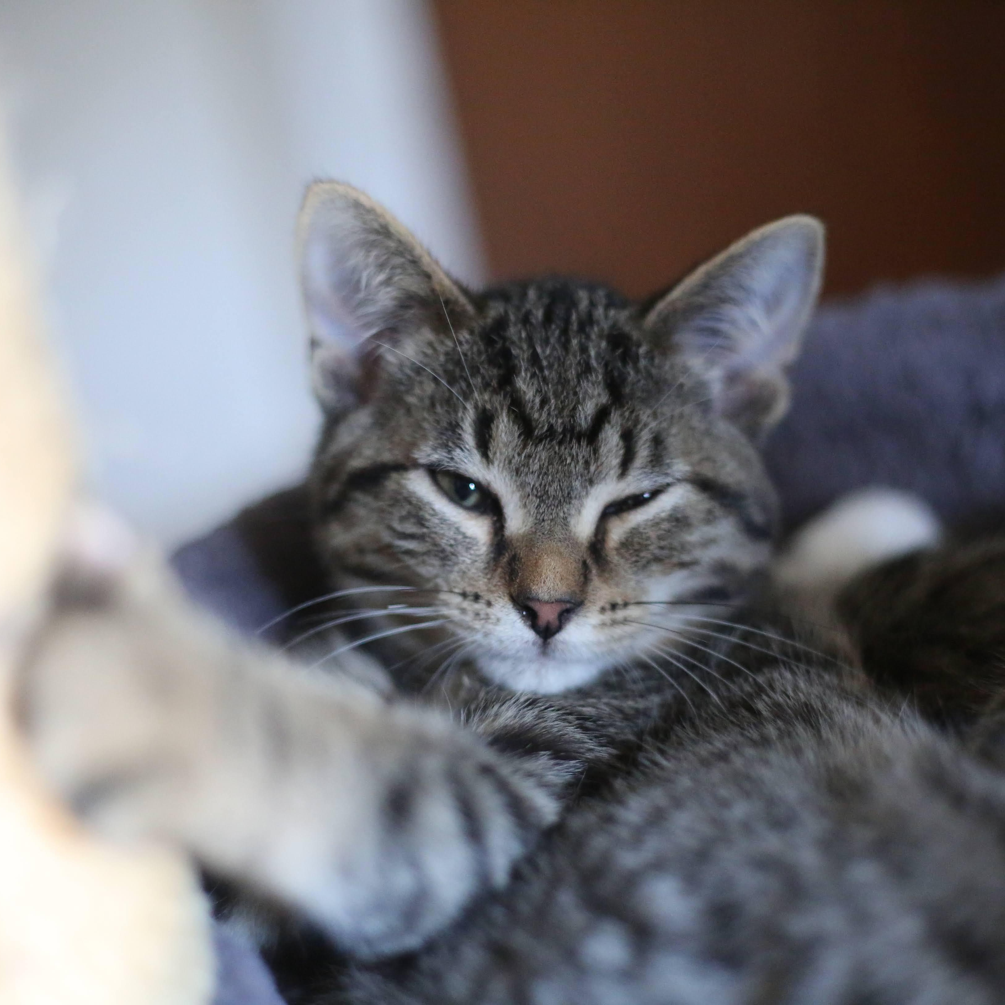 Enlarge Ares, a Adoptable Domestic Short Hair in Swartz Creek, MI image 3/3