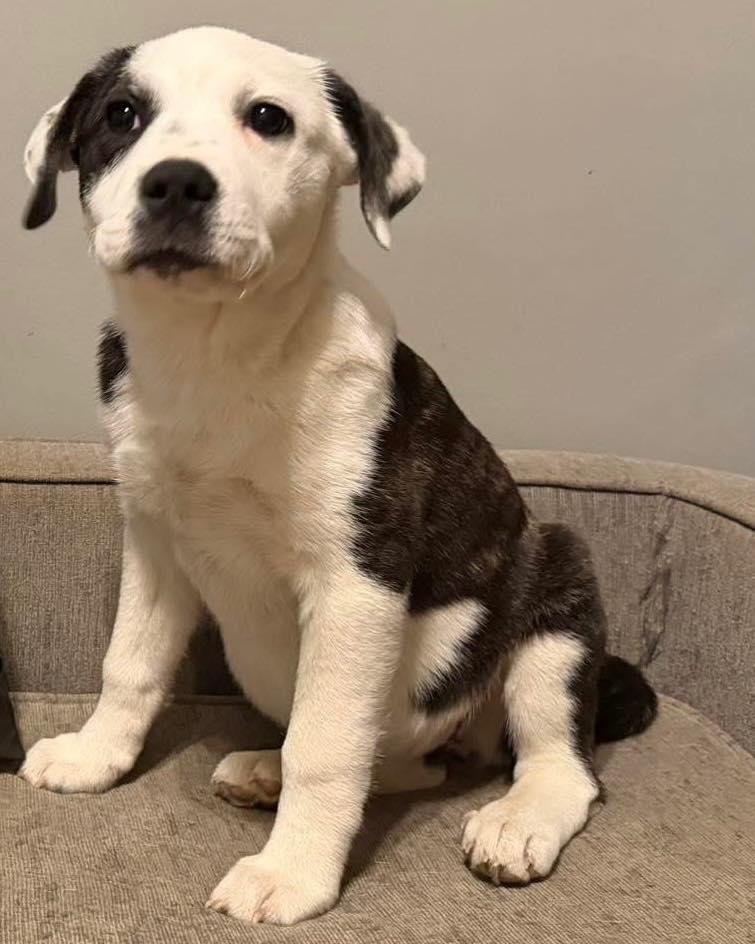 MUGs, ADOPTABLE, Young Female American Bulldog.