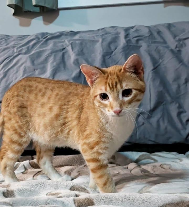 Marty, ADOPTABLE, Young Male Domestic Short Hair.