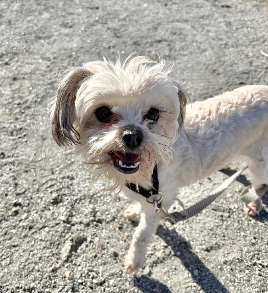 Vivian, Adoptable, Adult Female Shih Tzu & Maltese.