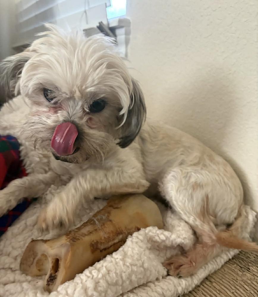 Enlarge Vivian, a Adoptable mixed breed in Boulder, CO image 2/6