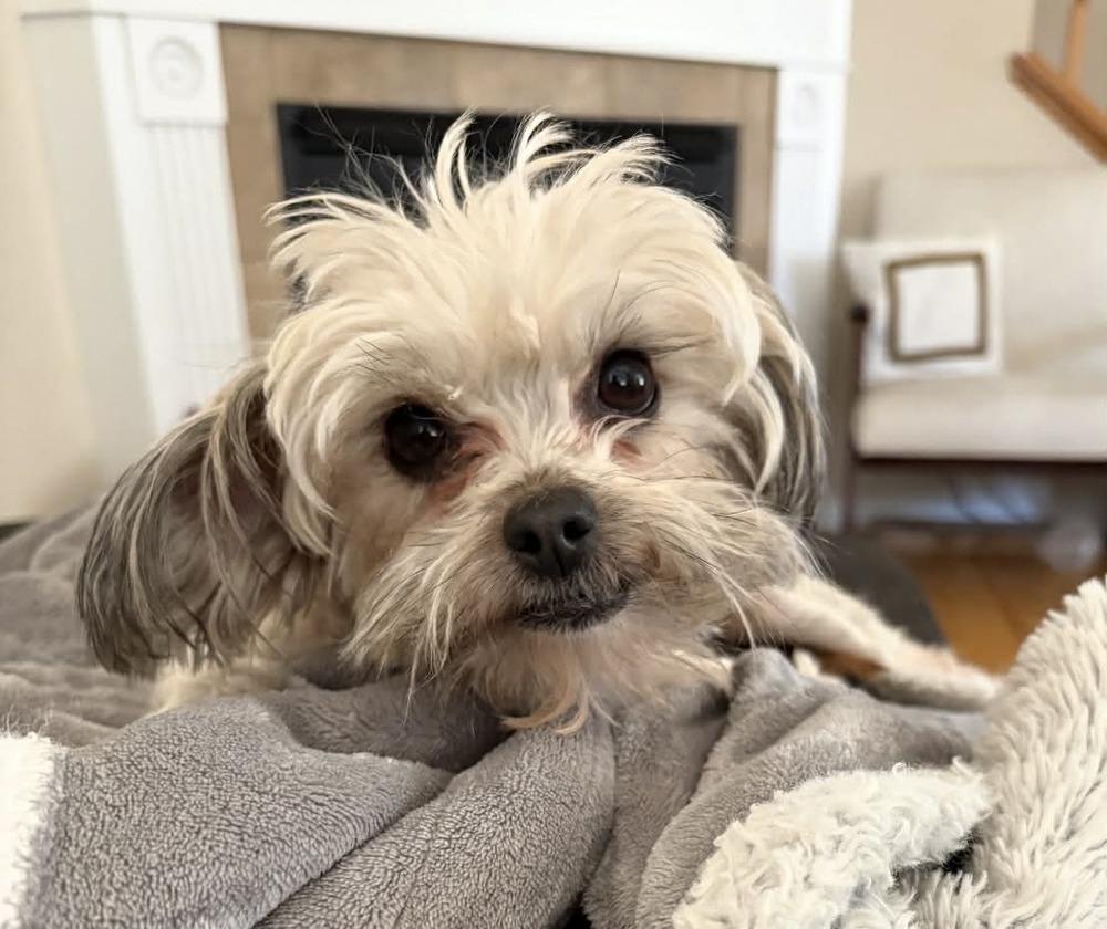 Enlarge Vivian, a Adoptable mixed breed in Boulder, CO image 3/6