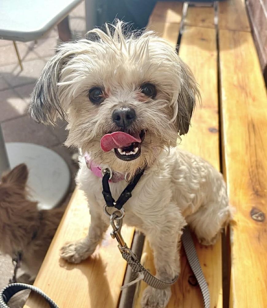 Enlarge Vivian, a Adoptable mixed breed in Boulder, CO image 4/6
