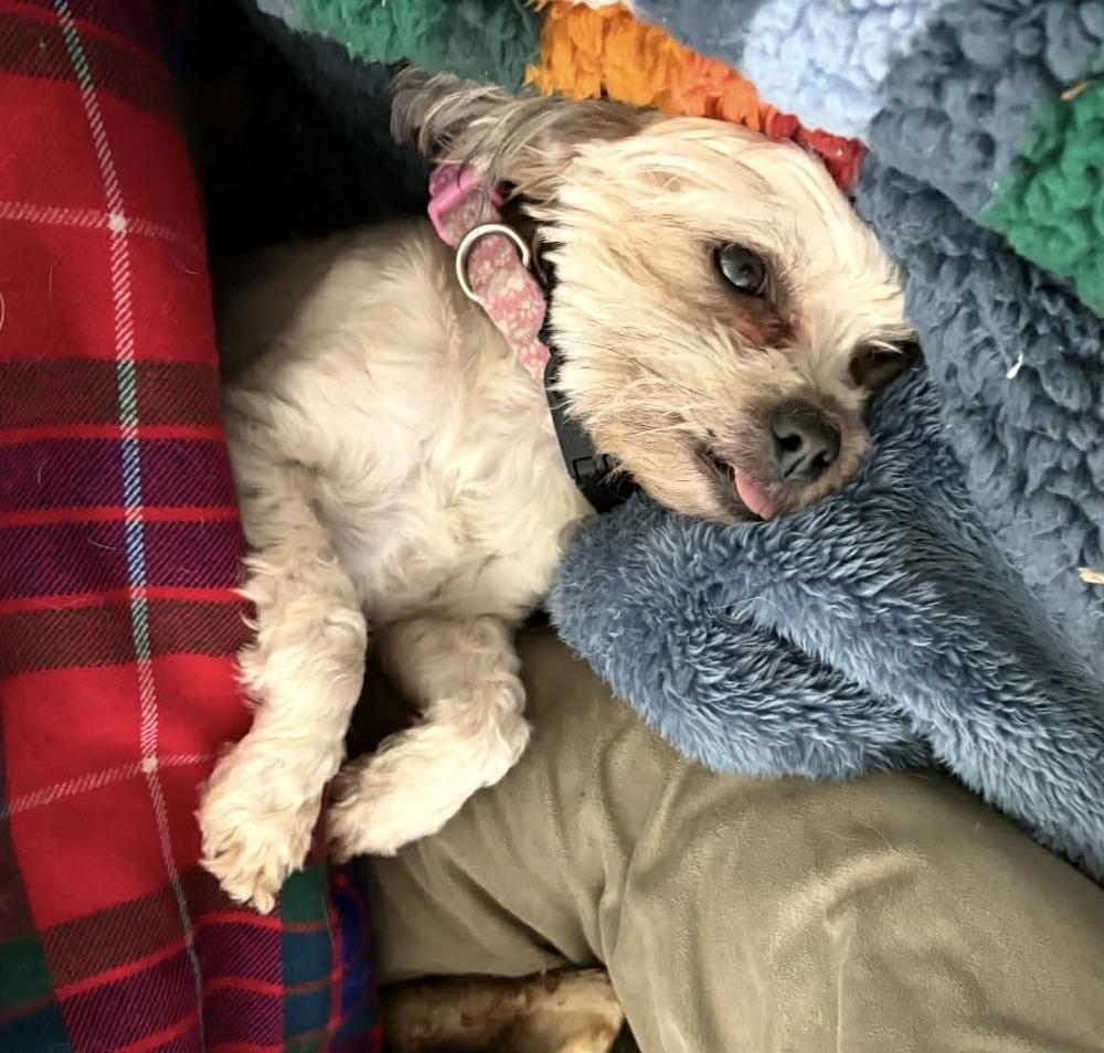 Enlarge Vivian, a Adoptable mixed breed in Boulder, CO image 5/6