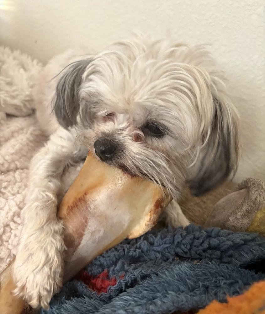 Enlarge Vivian, a Adoptable mixed breed in Boulder, CO image 6/6