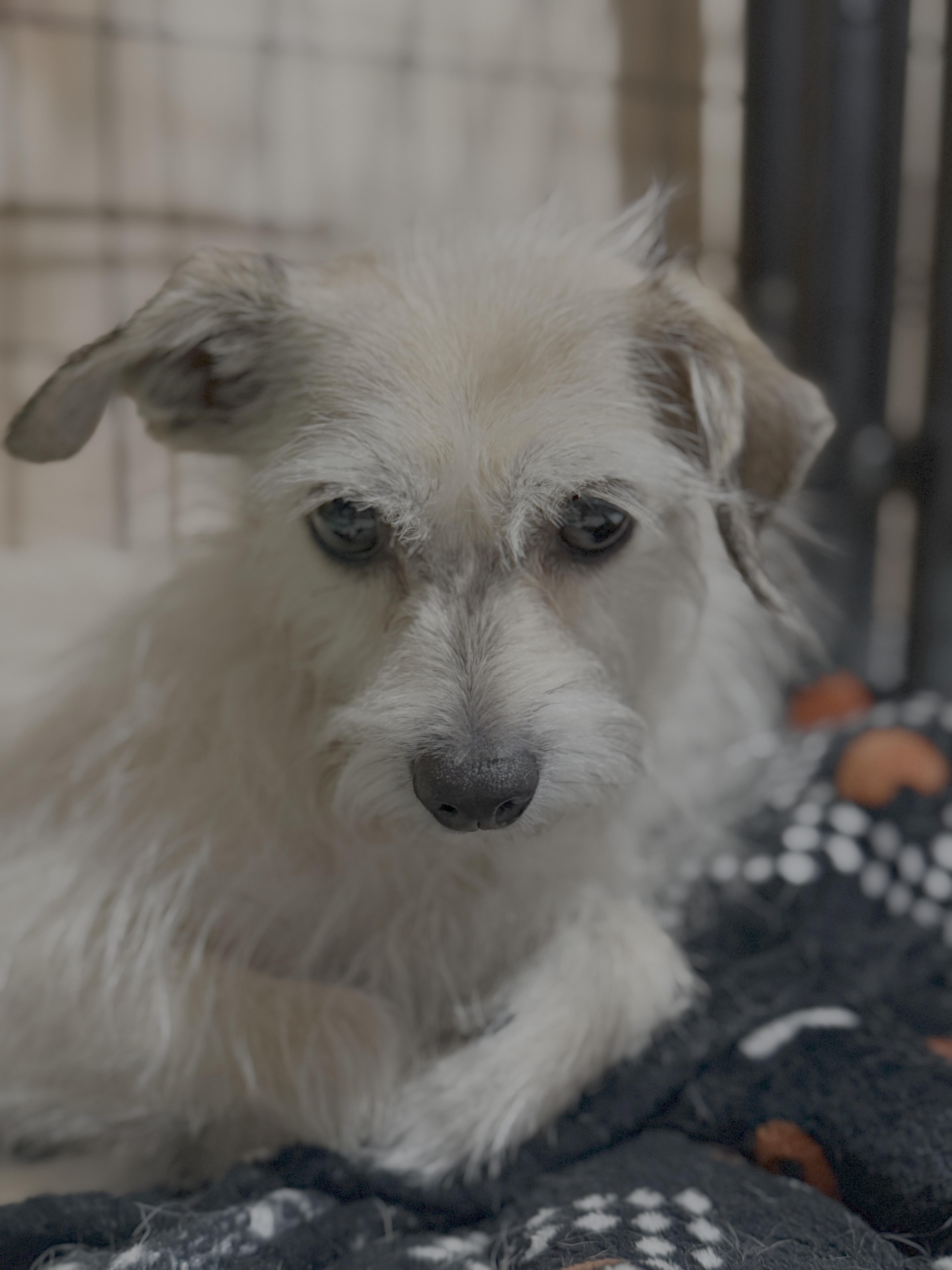 Enlarge Willow, a Adoptable West Highland White Terrier / Westie in Knoxville, TN image 1/1