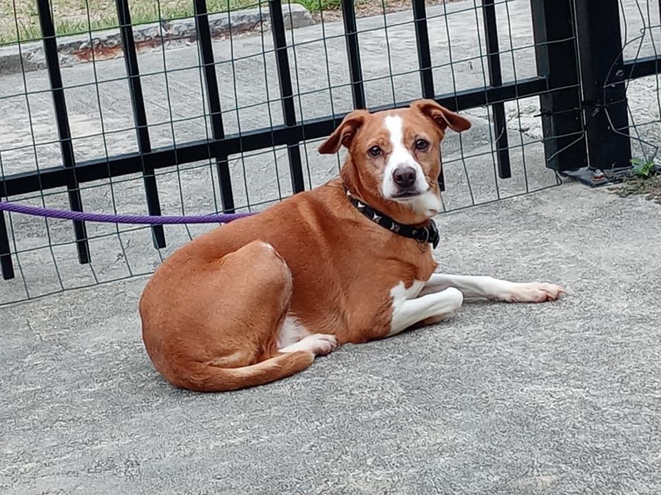 Enlarge Demi, a Adoptable mixed breed in Ridgeland, SC image 1/3