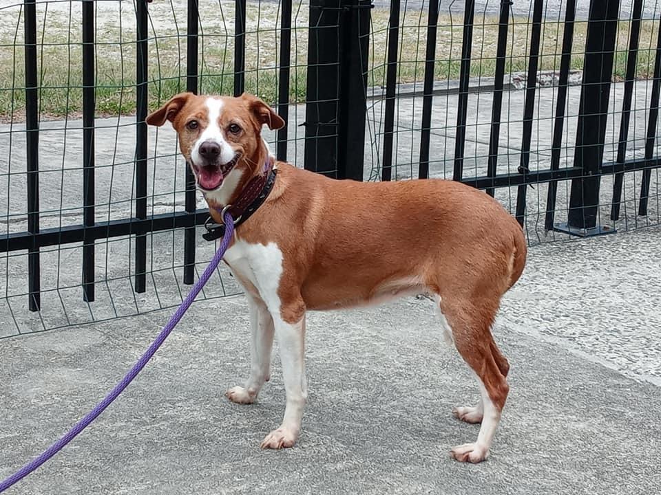 Enlarge Demi, a Adoptable mixed breed in Ridgeland, SC image 2/3