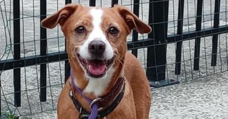 Enlarge Demi, a Adoptable mixed breed in Ridgeland, SC image 3/3