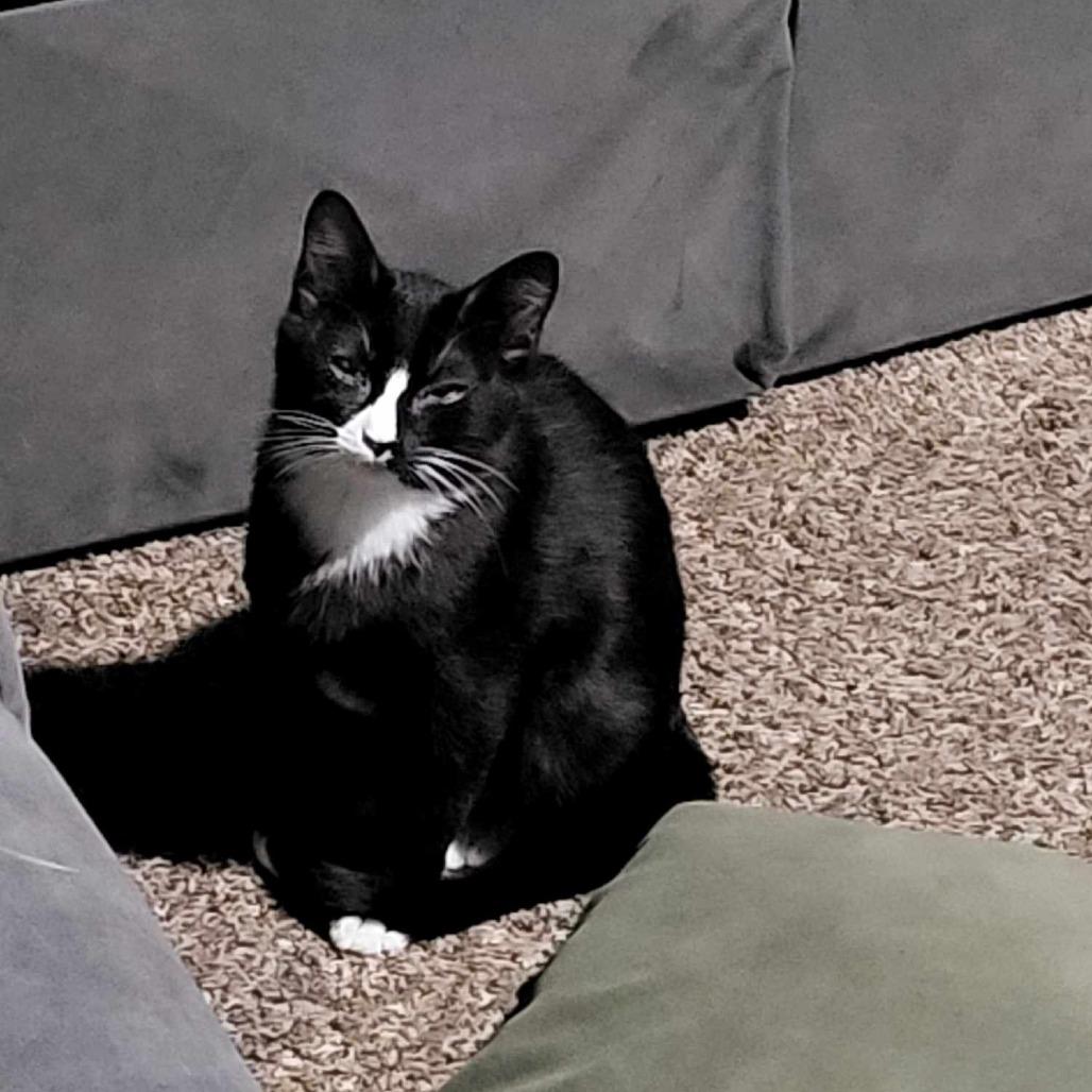 Enlarge Eddie Bywaters, a Adoptable Domestic Short Hair in Eagle Mountain, UT image 1/1