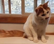 MIlo, Adoptable, Young Male Domestic Medium Hair.