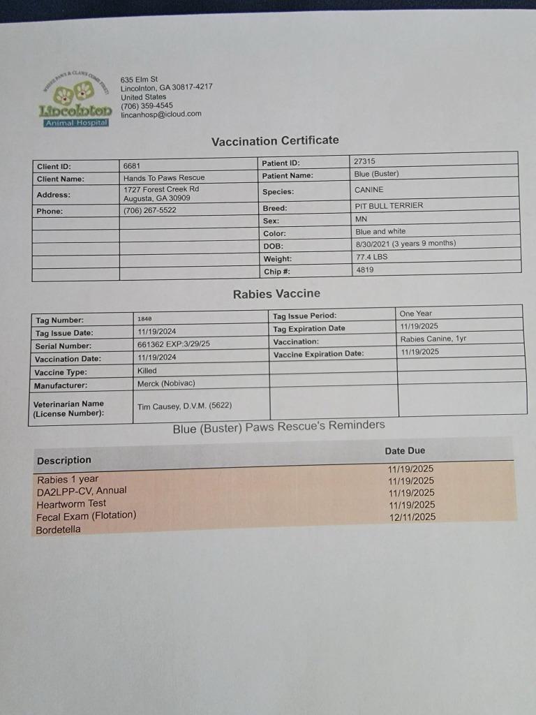 Enlarge Blue (Buster), a Adoptable American Staffordshire Terrier in Augusta, GA image 2/6