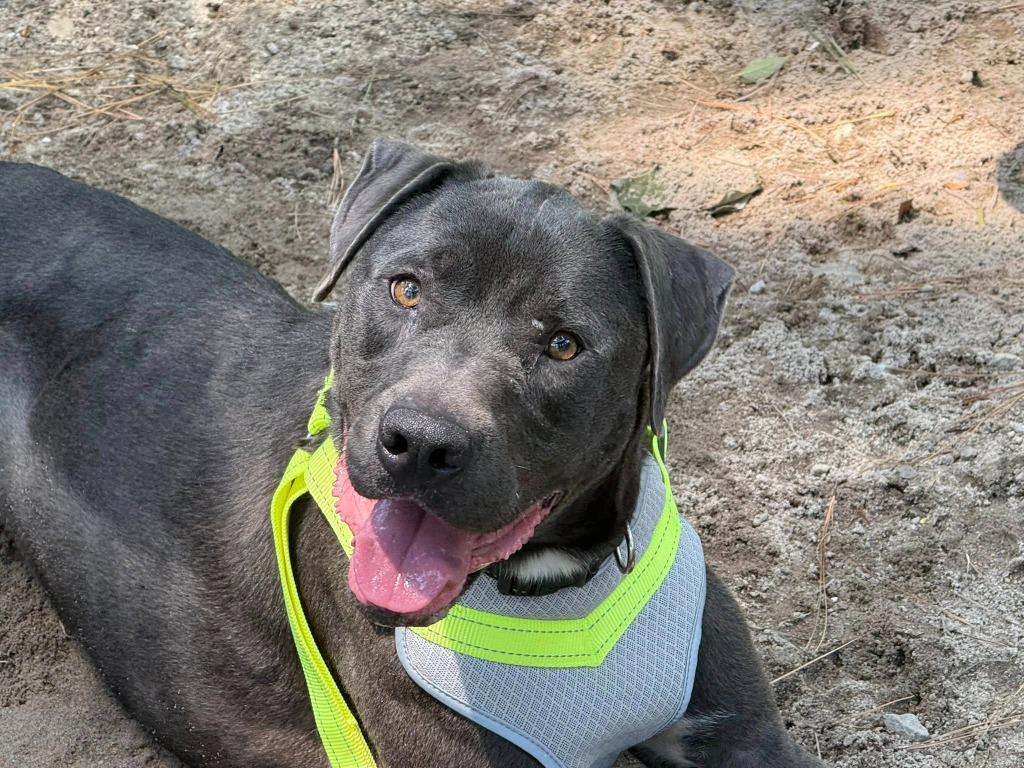 Enlarge Blue (Buster), a Adoptable American Staffordshire Terrier in Augusta, GA image 3/6