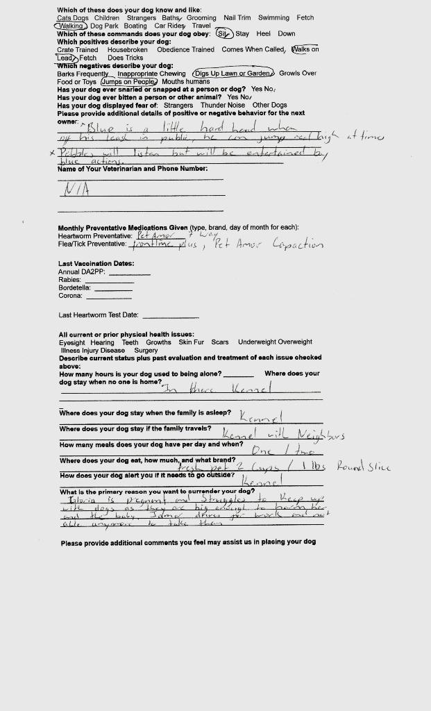 Enlarge Blue (Buster), a Adoptable American Staffordshire Terrier in Augusta, GA image 4/6