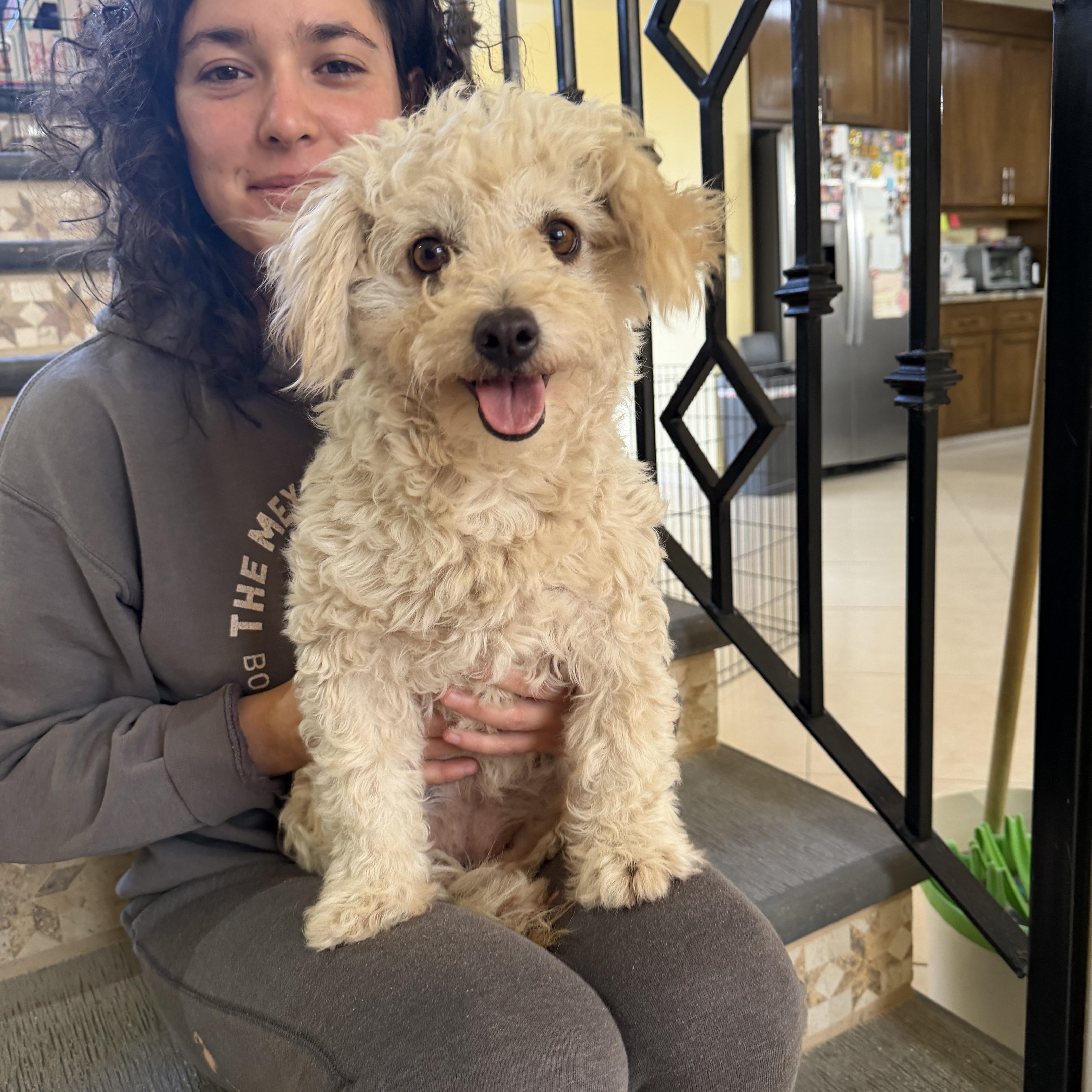 Marie, Adoptable, Adult Female Poodle & Maltese.