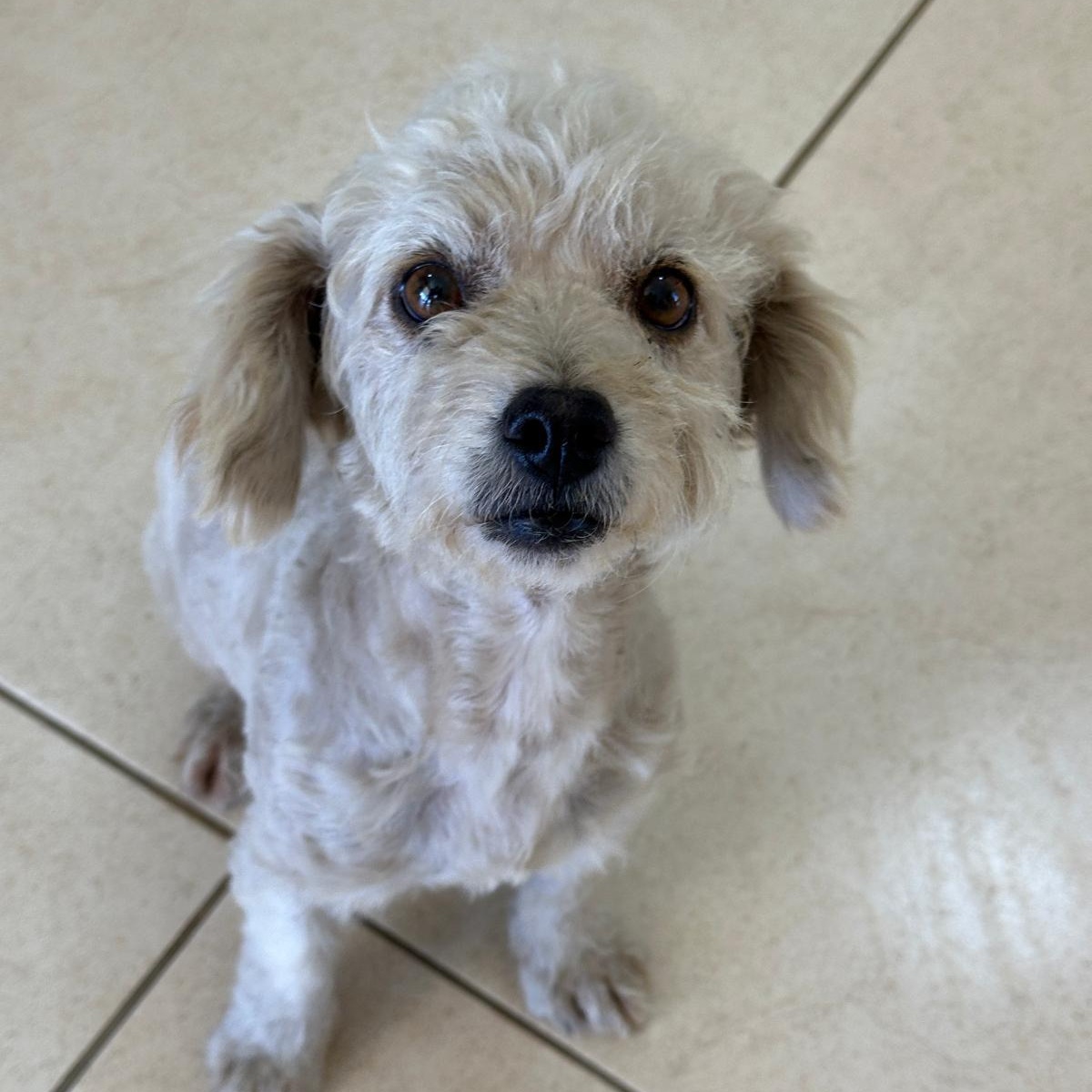 Marie, Adoptable, Adult Female Maltipoo & Miniature Poodle.