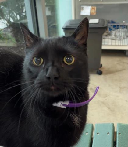 Enlarge Dusty, a Adoptable mixed breed in Manteo, NC image 1/2